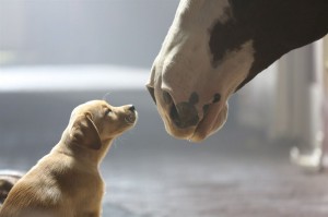 This undated frame grab provided by Anheuser-Busch shows the company's 2014 Super Bowl commercial entitled“Puppy Love”. The ad will run in the fourth quarter of the game. (AP Photo/Anheuser-Busch) 