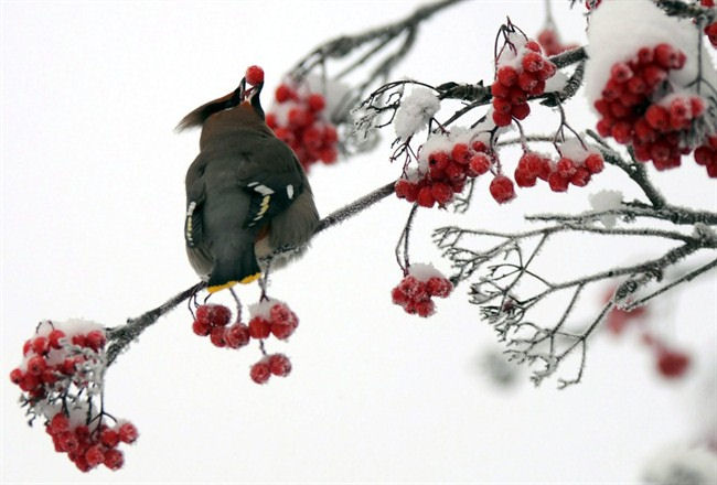 A Bohemian waxwing positions a mountain ash berry before swallowing on Dec. 18, 2013, in Anchorage, Alaska. THE CANADIAN PRESS/Anchorage Daily News, Erik Hill 