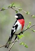 Native plants and photography workshop