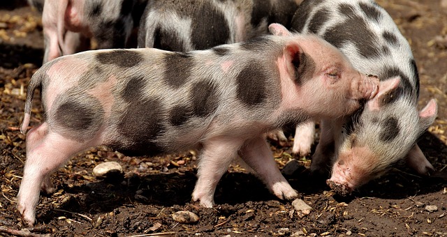 Interesting facts about pigs